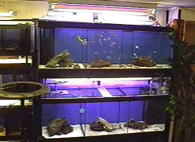 Anlage f�r gr��ere Fische