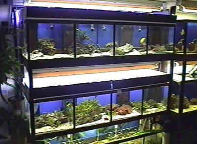 Anlage f�r Zwergkaiser und kleinere Fische
